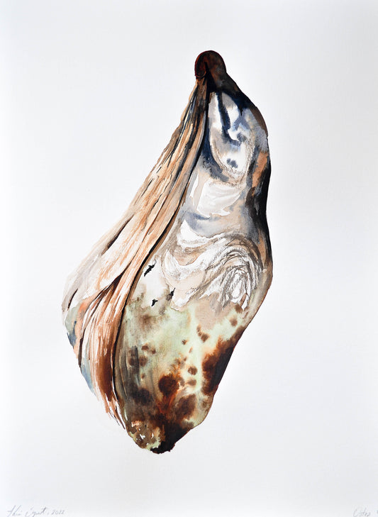 Ostra 06