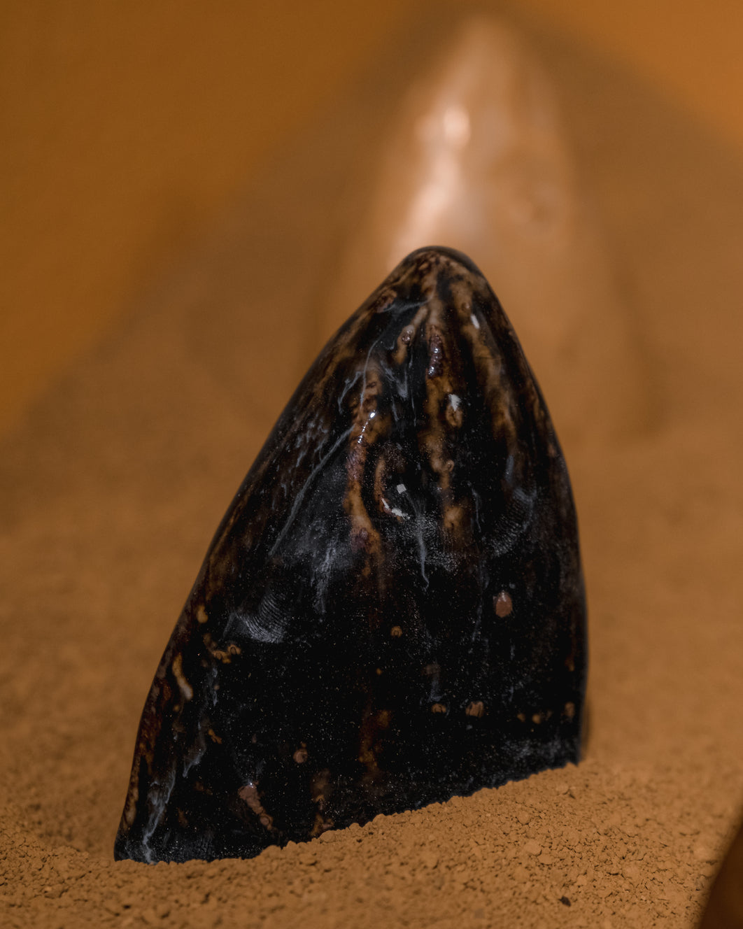 Cabeça de Peixe Curvina